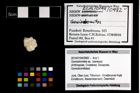 Foto (Objekt + Etikett) von Goniodromites sp.  (NHMW-GEO-2014-0194-0982)